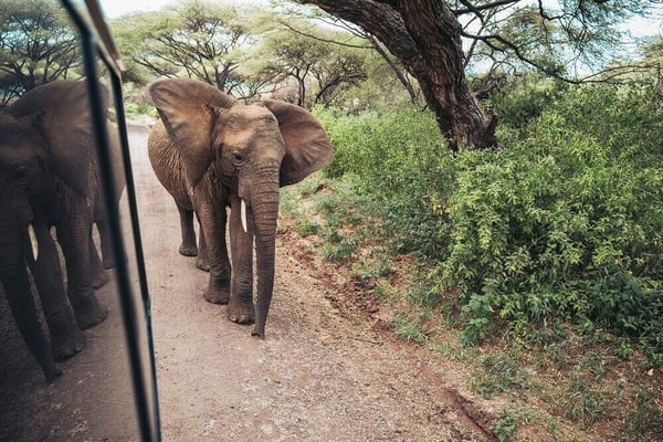 mischalorenz_aifs_tansania-adventure-trips-big-5-safari-elefant