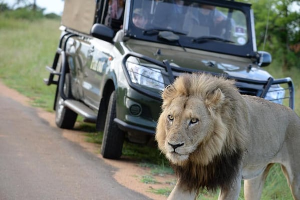 adventure-trip-südafrika-wagen-safari-kruger-nationalpark-löwe