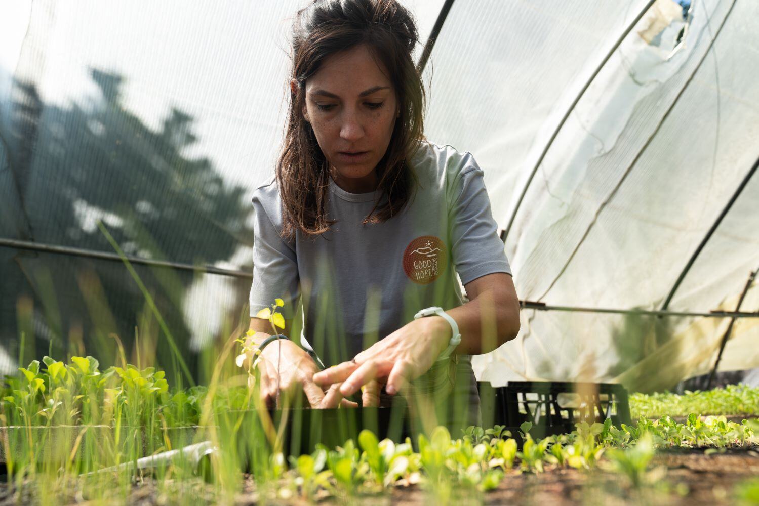 aifs-farmwork-suedafrika-urban-farming-person-treibhaus-pflanzen