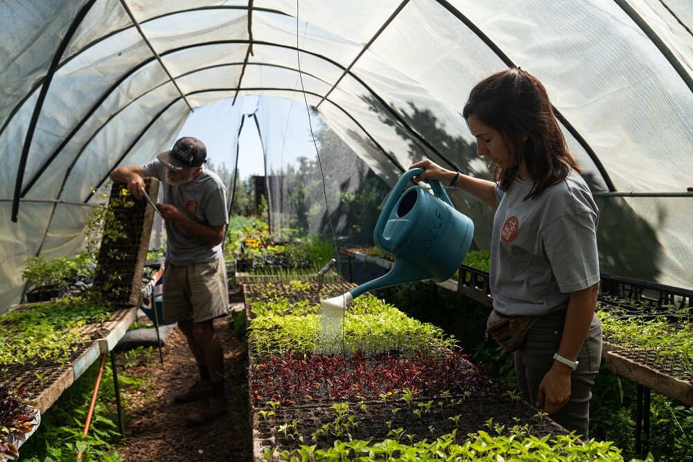 aifs-farmwork-suedafrika-urban-farming-personen-treibhaus-arbeiten