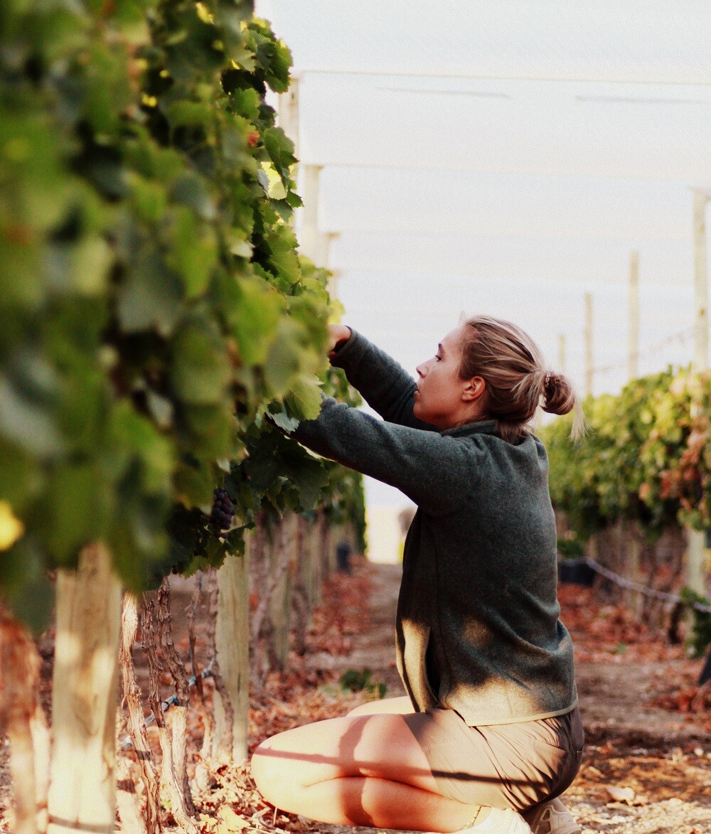 aifs-farmwork-suedafrika-weinfarm-person-weinreben