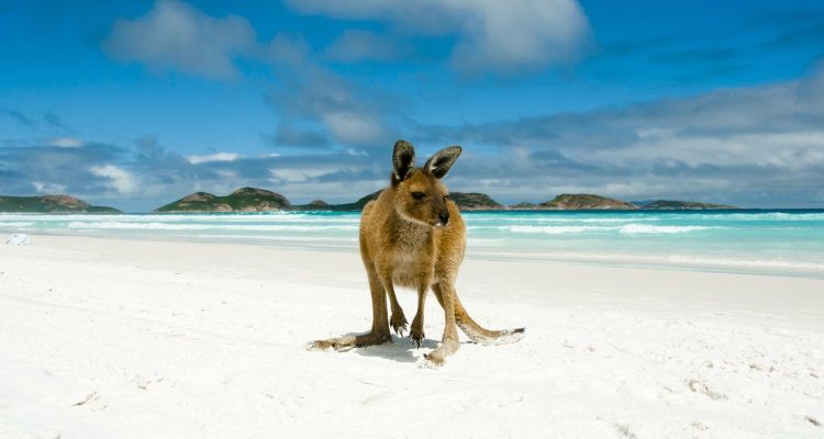 aifs-känguru-lucky-bay-strand